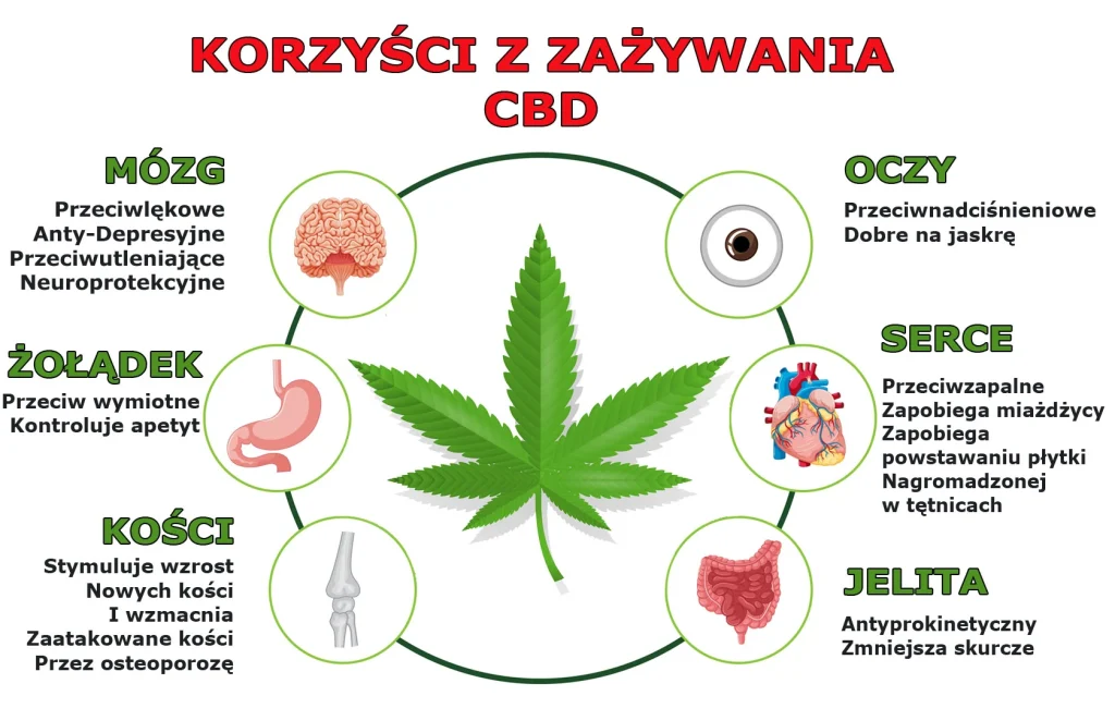 Infografika korzyści z zażywania marihuany konopi CBD